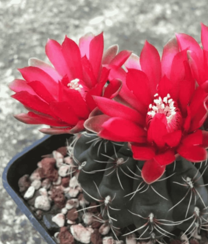 Гимнокалициум бальда