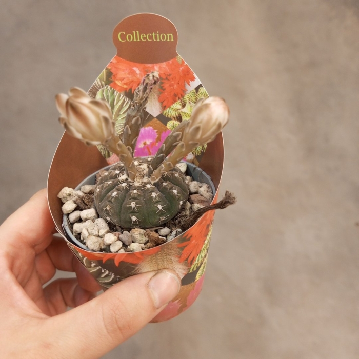 Кактус гимнокалициум