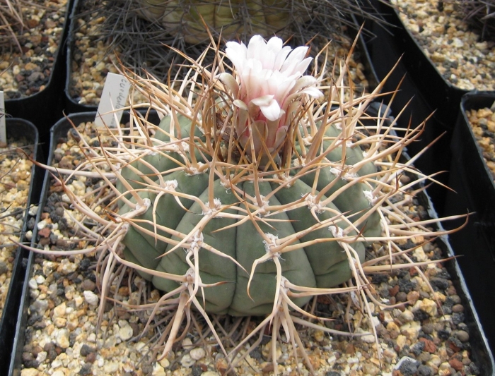 Gymnocalycium nigriareolatum gn 927/3046