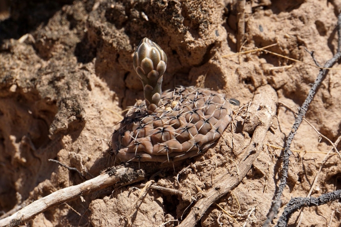 Gymnocalycium obductum