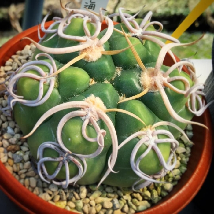 Gymnocalycium triacanthum