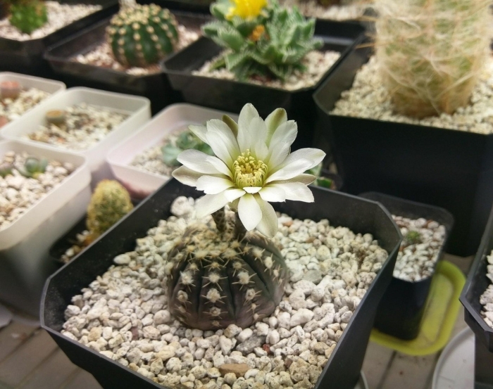 Gymnocalycium riojense ssp. paucispinum