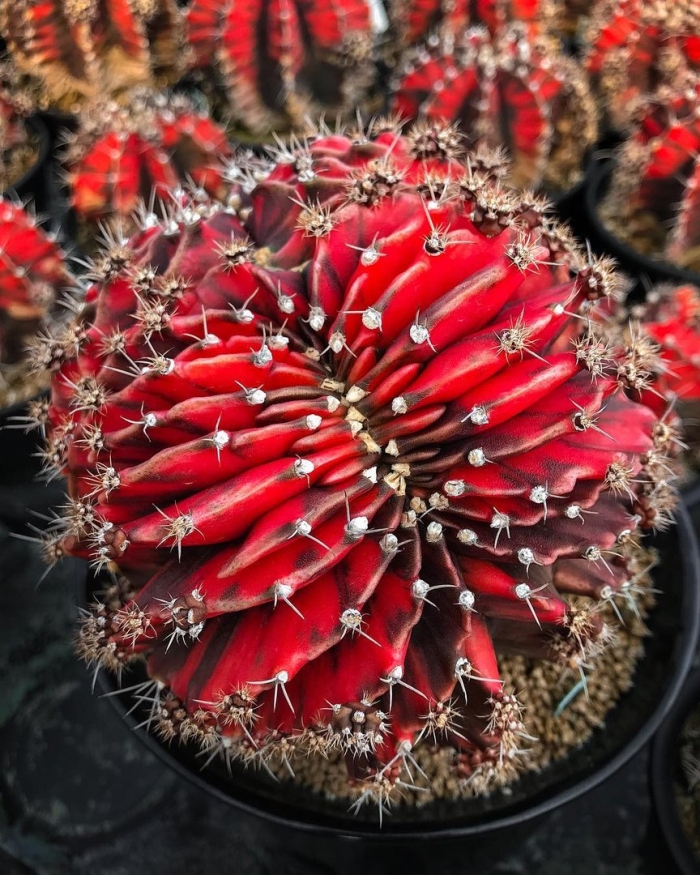 Кактус гимнокалициум красный загнил