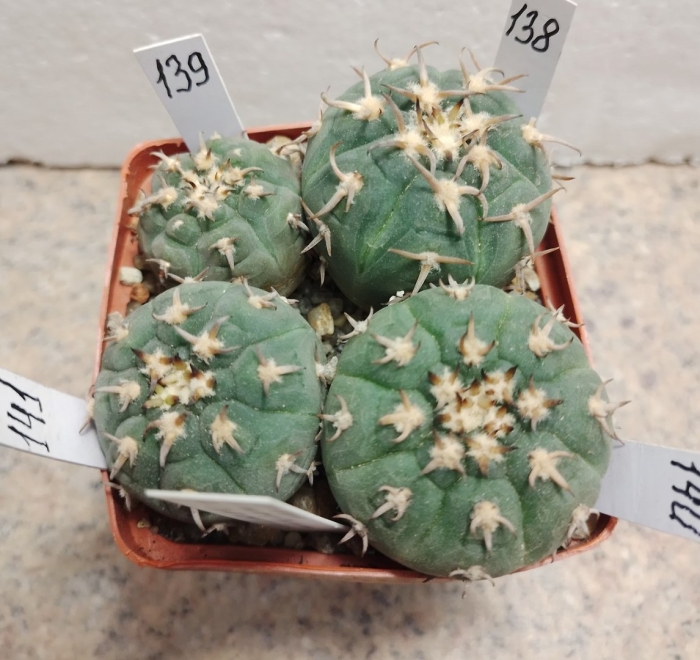 Gymnocalycium spegazzinii v. unguispinum
