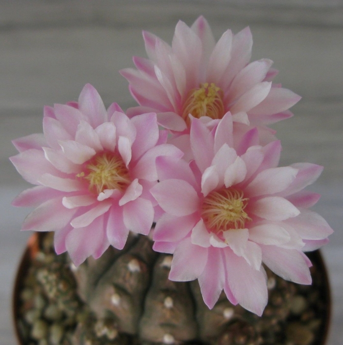 Гимнокалициум амерхаузери