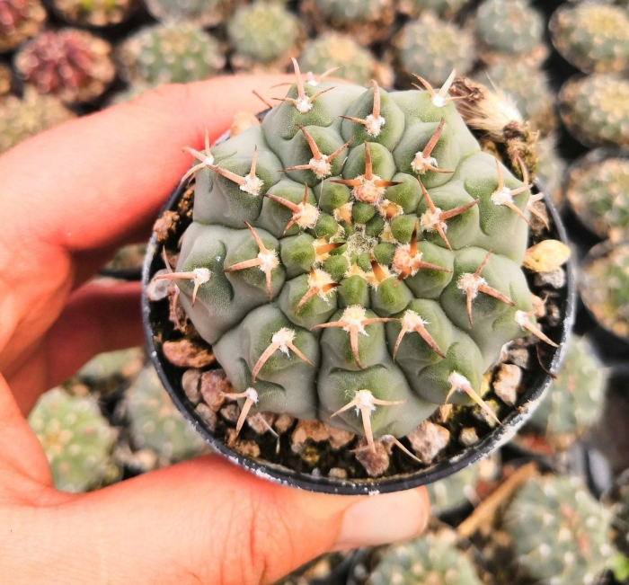 Гимнокалициум ваттери