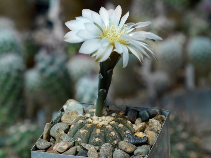 Gymnocalycium ragonesei p 18