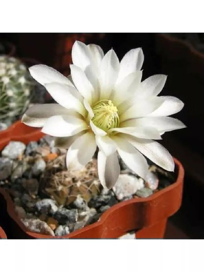 Гимнокалициум turbinicarpus