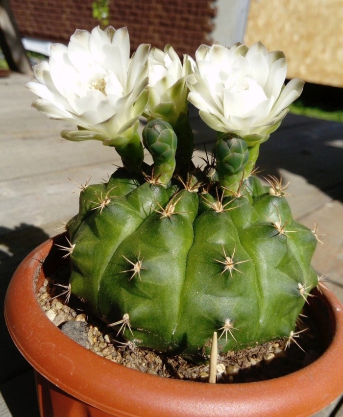 Гимнокалициум аниситси