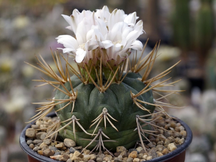 Gymnocalycium eurypleurum
