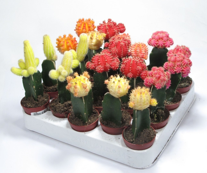 Кактус гимнокалициум микс