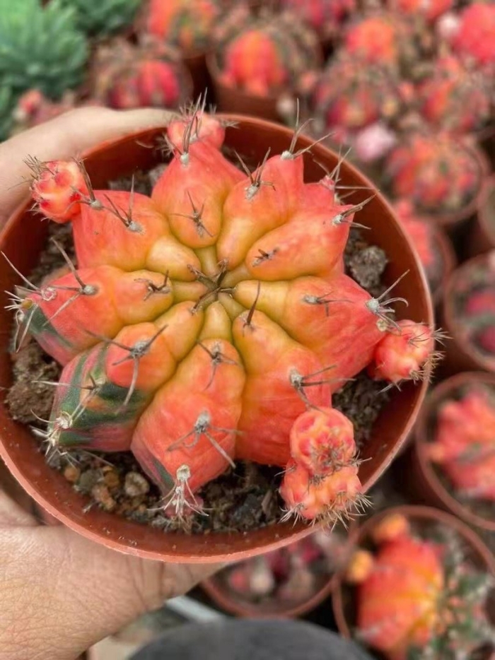 Вариегатные кактусы гимнокалициум