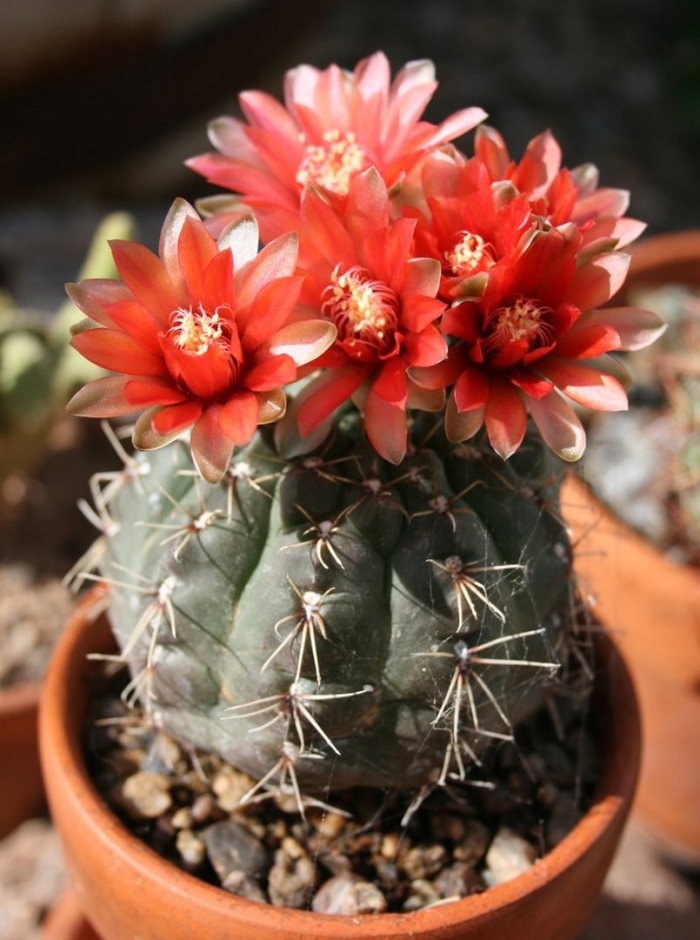 Гимнокалициум дамса