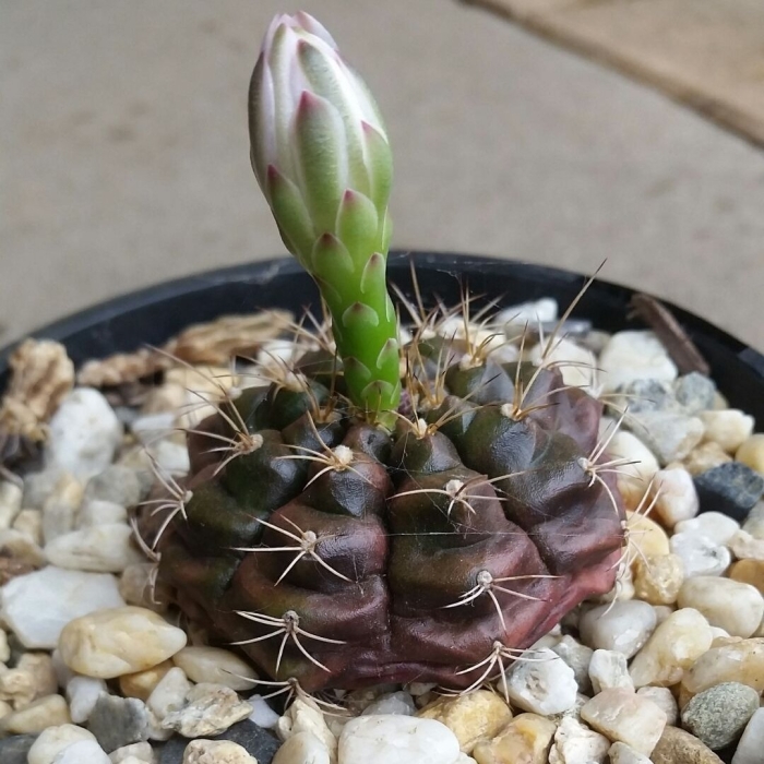 Гимнокалициум дамси