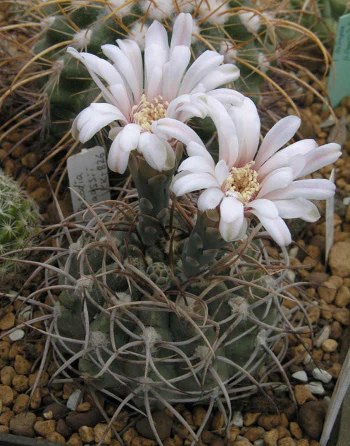 Gymnocalycium intertextum