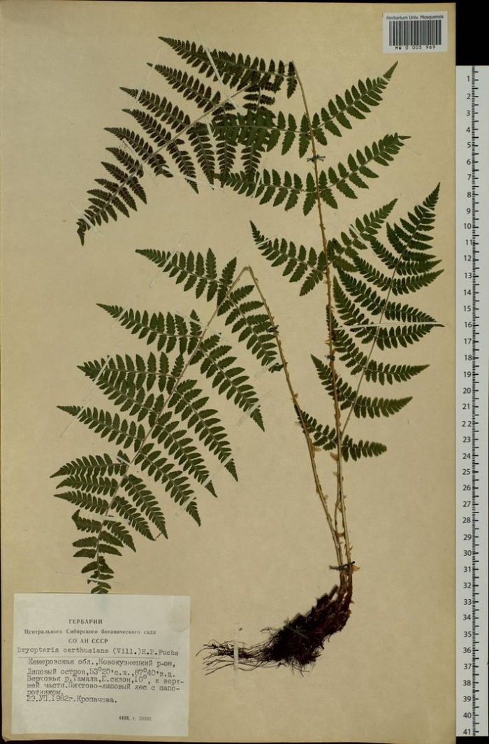 Diplazium sibiricum диплазиум сибирский