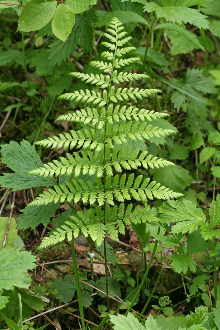 Dryopteris carthusiana