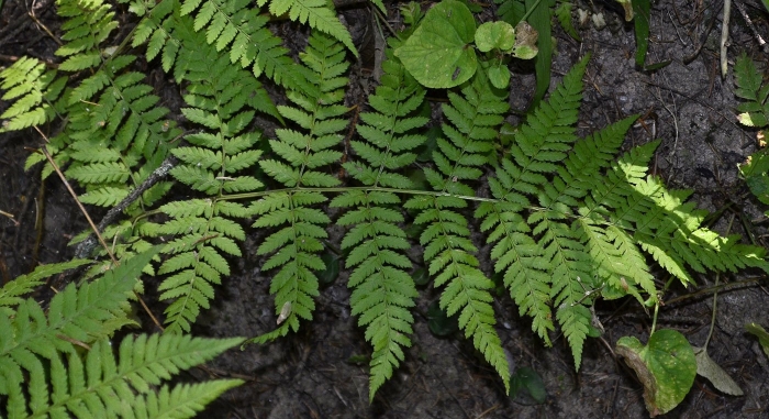 Dryopteris australis