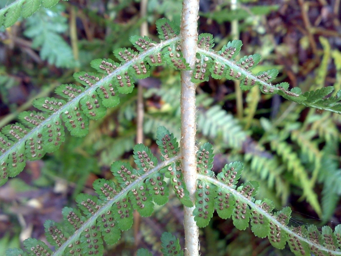 Щитовник толстокорневищный