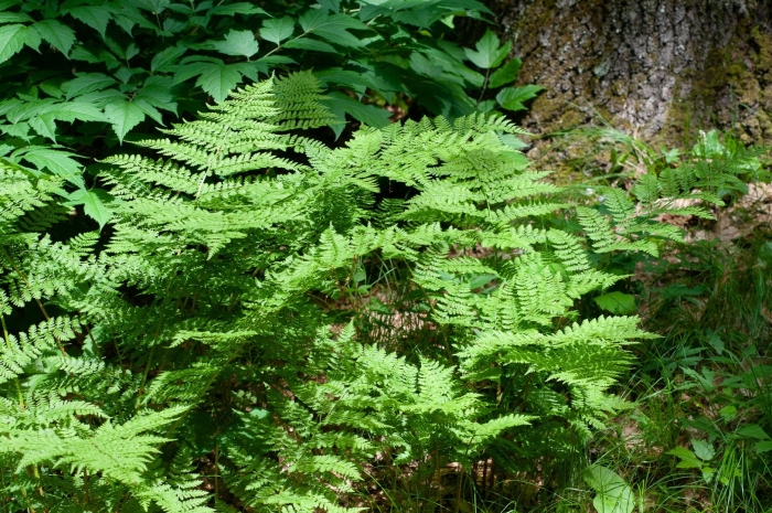 Dryopteris marginalis