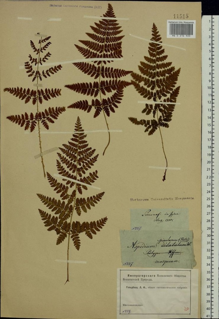 Dryopteris spinulosa