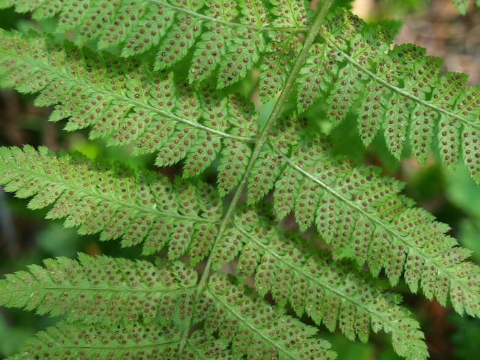 Dryopteris goldiana