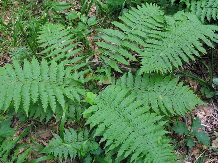 Dryopteris filix mas