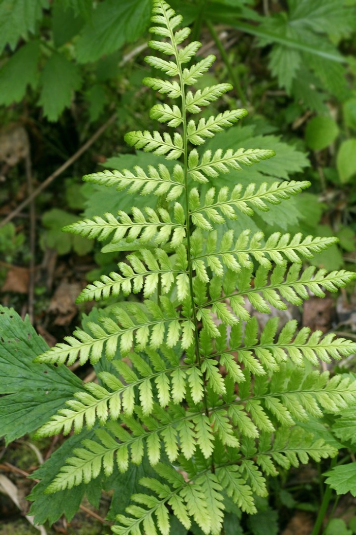Athyrium filix femina