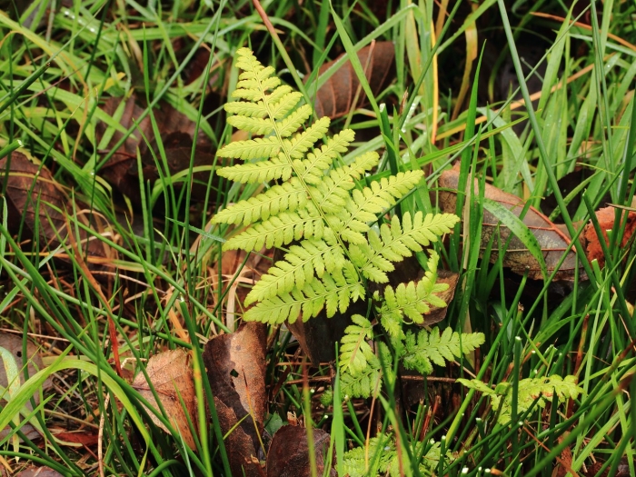 Athyrium otophorum okanum