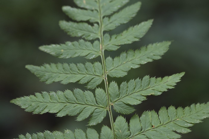 Щитовник игольчатый