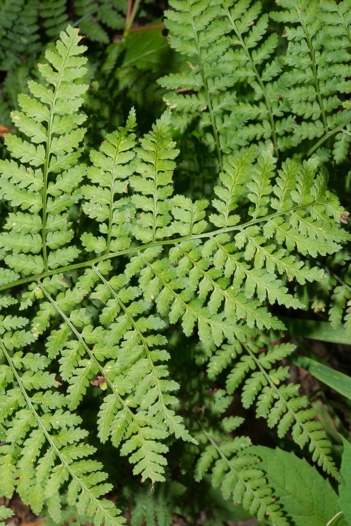 Папоротник дриоптерис эритросора