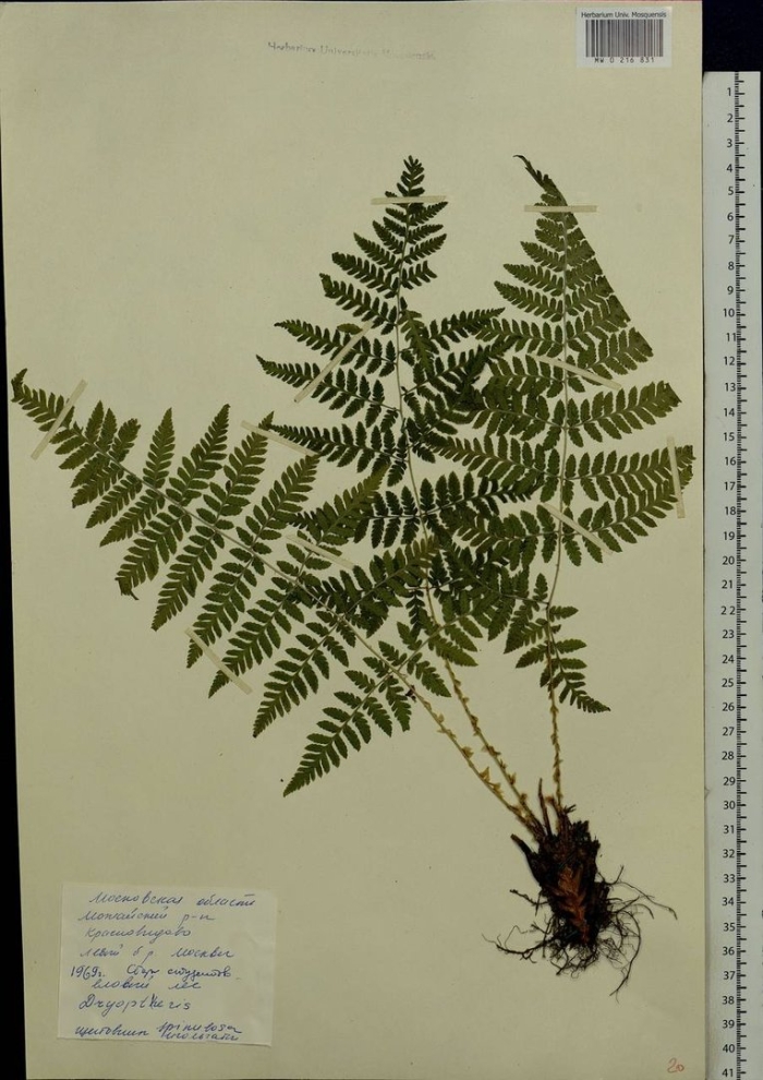 Щитовник шартрский