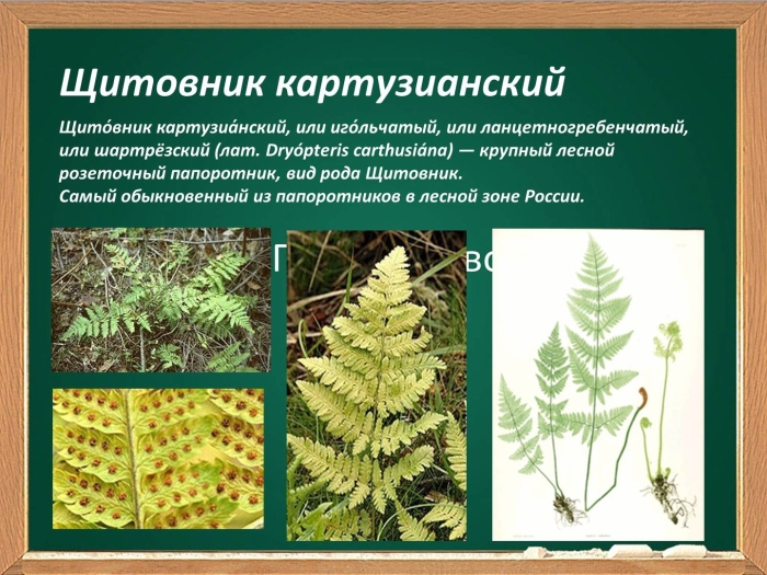 Папоротник щитовник аптечный