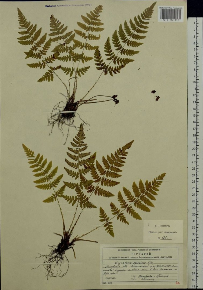 Щитовник гребенчатый