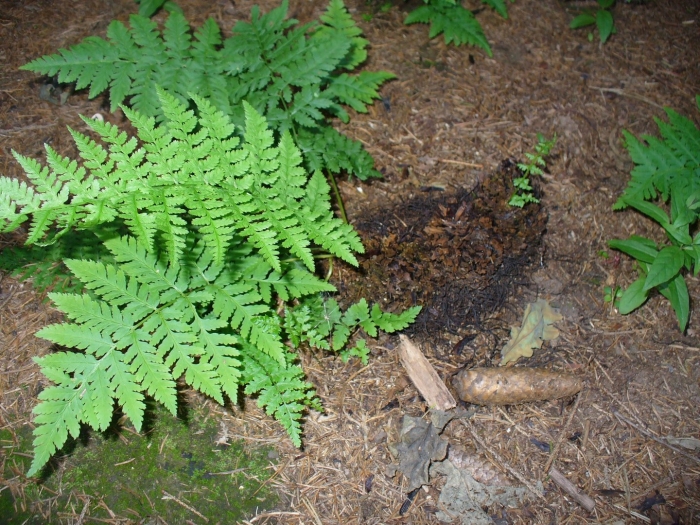 Dryopteris expansa