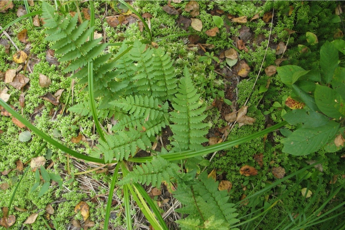 Щитовник гребенчатый (dryopteris cristata l.)