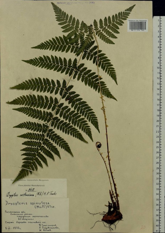 Щитовник мужской папоротник