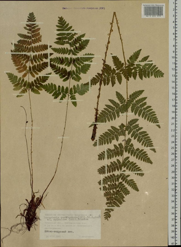 Орляк сосняковый