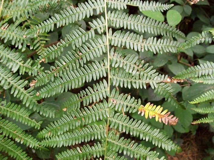 Орляк обыкновенный