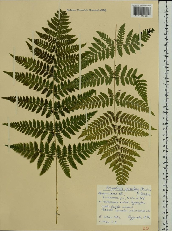 Щитовник распростертый