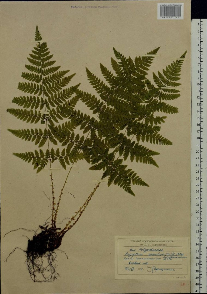 Щитовник картузиуса