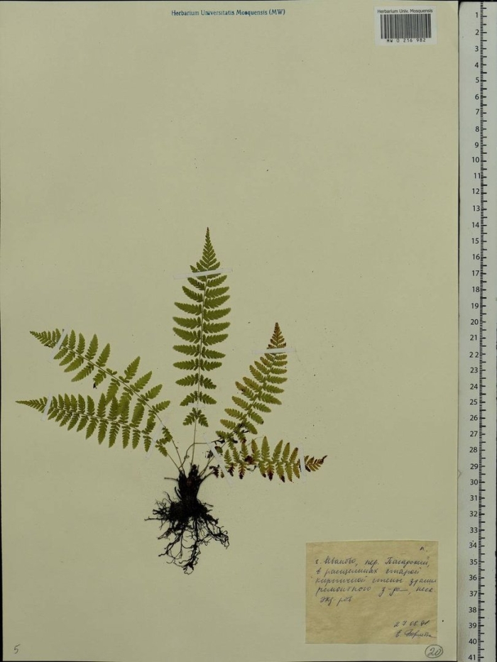 Щитовник картузиуса