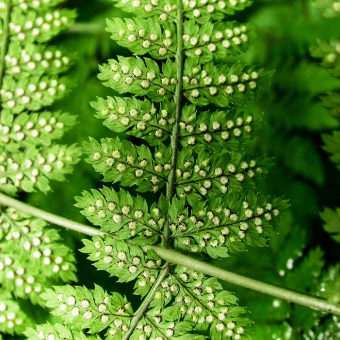 Папоротник сорусы