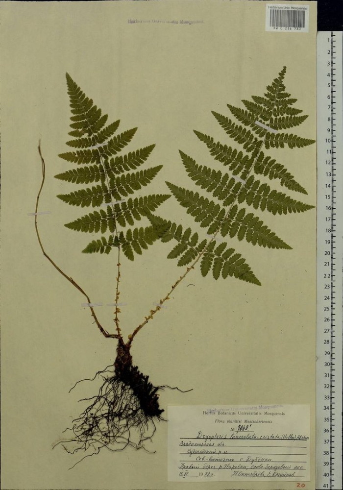 Щитовник папоротник