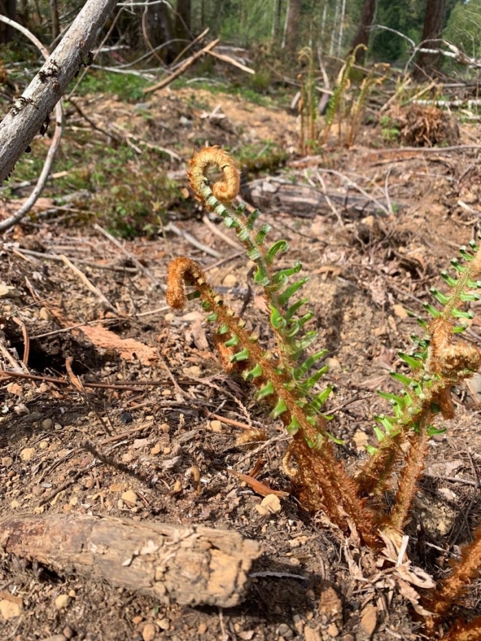 Папоротник щитовник