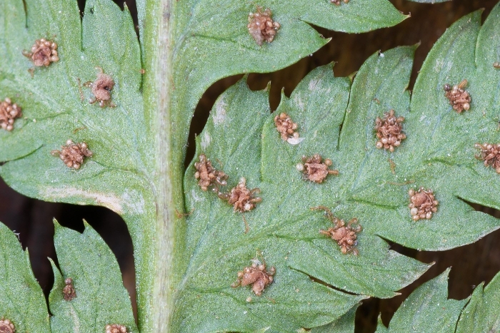 Puccinia malvacearum