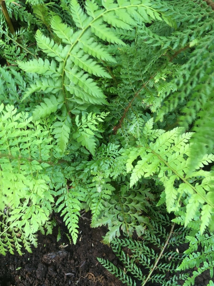 Polystichum setiferum