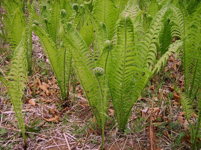 Папоротник страусник