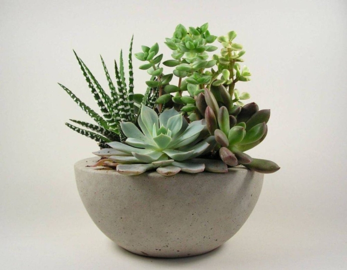 Суккулент крассула хавортия