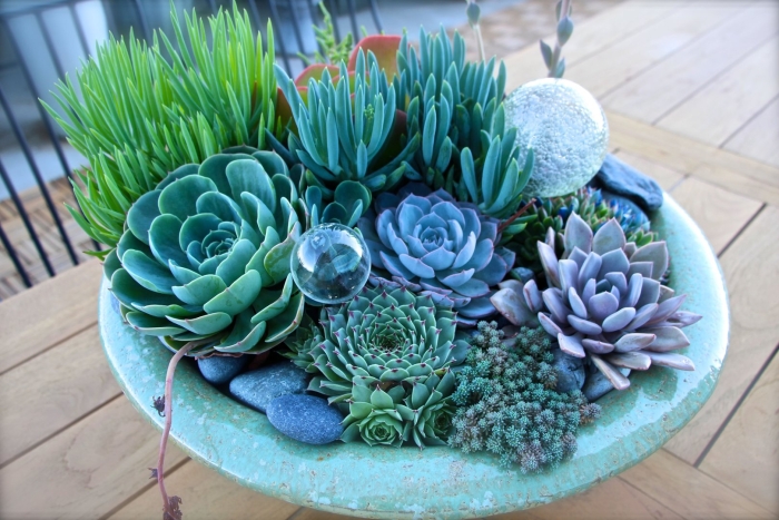 Суккулент гарденинг